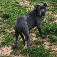 Cuccioli cane corso