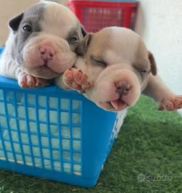 American bully