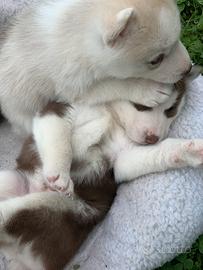 Siberian husky occhi azzurri