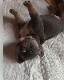 Bulldog francese