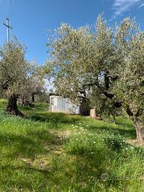 Terreno Moscufo Senarica