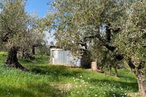 Terreno Moscufo Senarica