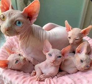 Gattini Sphynx - Nati in Casa