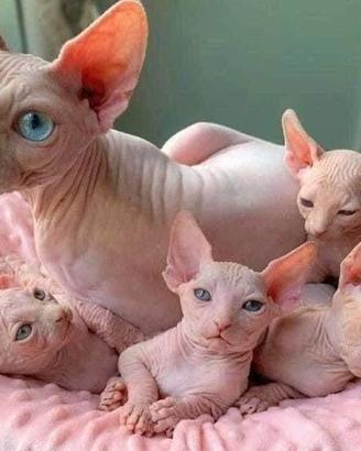 Gattini Sphynx - Nati in Casa