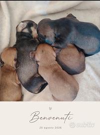 Baby ? bassotti