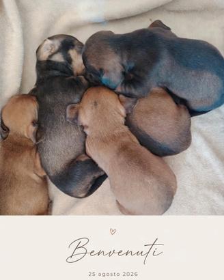Baby ? bassotti