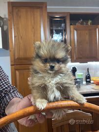 Spitz nano volpino Pomerania