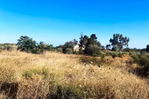 Terreno non recintato pianeggiante 2000 mq
