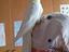 Immagine 1