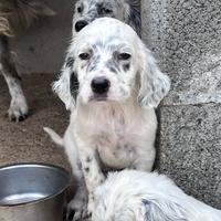 Cucciolo setter inglese
