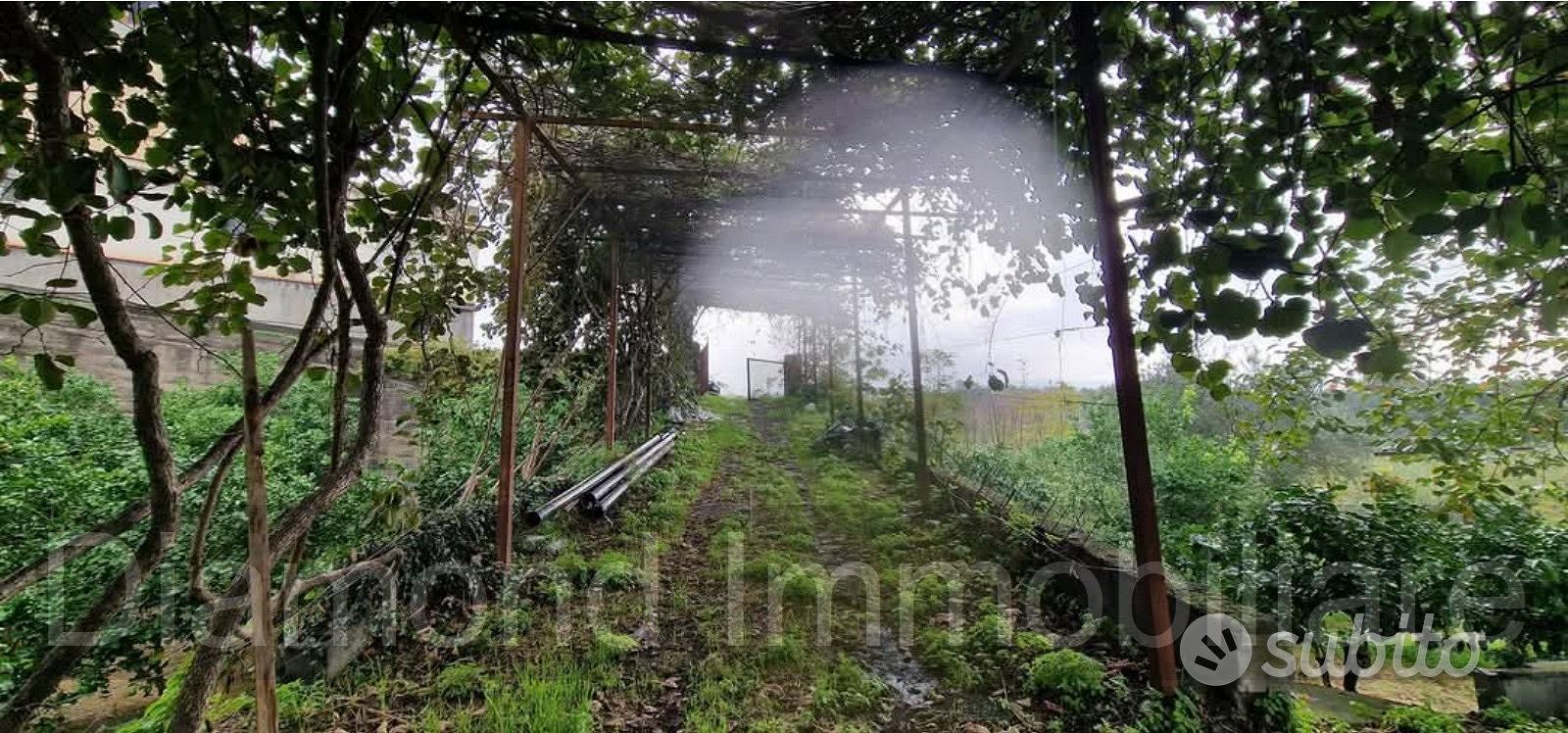 Terreno agricolo 1.700 mq a Giarre - Vista 4