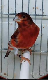 Ibrido di cardinalino