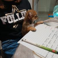 Chihuahua femminuccia micro toy