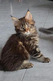 Femmina Maine Coon
