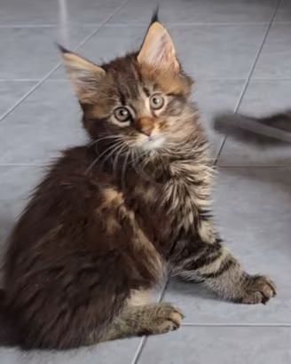 Femmina Maine Coon