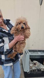 Pegaso: barbone toy non vedente dolce con tutti