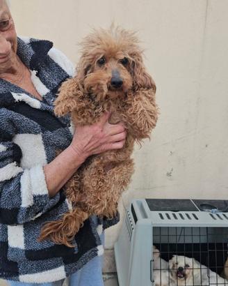 Pegaso: barbone toy non vedente dolce con tutti