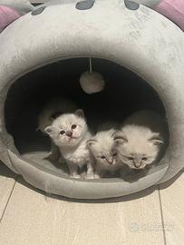 Cuccioli di Sacro di Birmania