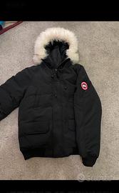 Canada goose