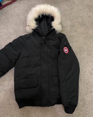 Canada goose