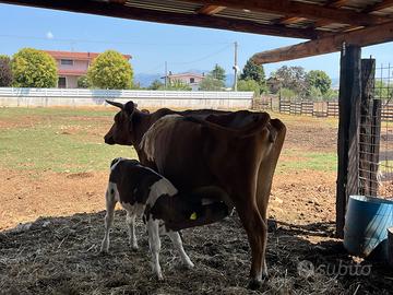 Mucca