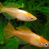 Piccoli pesci da esterno MEDAKA e altri