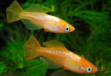 Piccoli pesci da esterno MEDAKA e altri