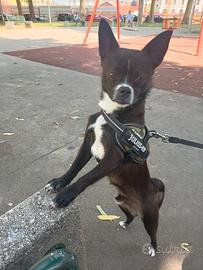 Cane per monta