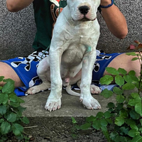 Cuccioli Dogo Argentino