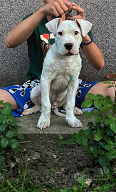 Cuccioli Dogo Argentino