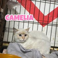 Camelia gatta bianca di 4-5 mesi