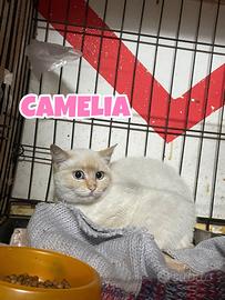 Camelia gatta bianca di 4-5 mesi