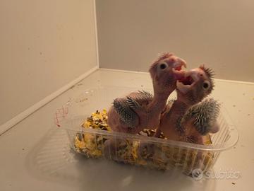 Cacatua roseicapilla da imbecco