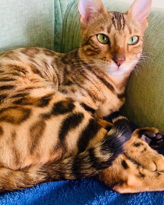 Cuccioli di gatto del Bengala