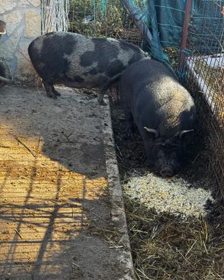 Coppia di maiali vietnamiti gravida