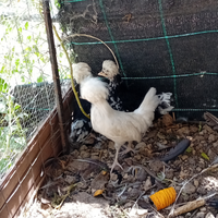Galline Olandesi ciuffate
