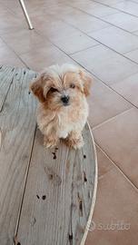 Cuccioli di maltipoo