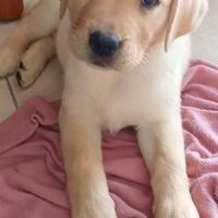 Purissimi cuccioli di labrador genitori visibili