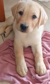 Purissimi cuccioli di labrador genitori visibili