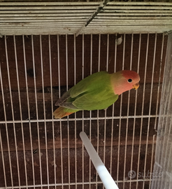 Inseparabili giovani