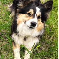 Border collie tricolor per monta con pedigree ENCI