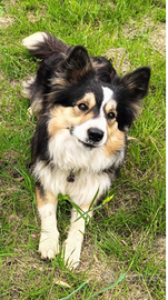 Border collie tricolor per monta con pedigree ENCI