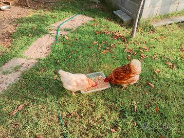 Galline ovaiole coppia con pollaio