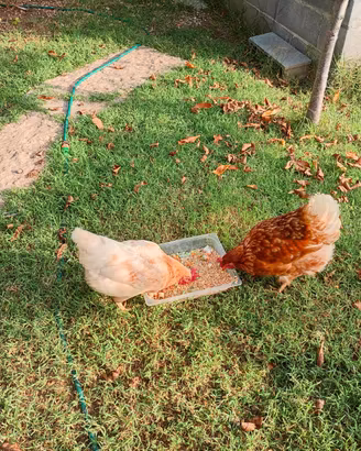 Galline ovaiole coppia con pollaio