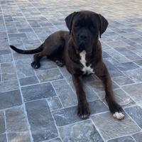 Cuccioli di cane corso