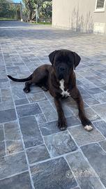 Cuccioli di cane corso
