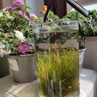 Piccolo acquario con gamberetti vivi - 30
