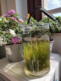 Piccolo acquario con gamberetti vivi - 30