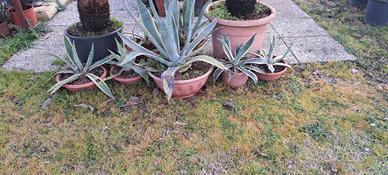 Piante di agave.Piante di camelia