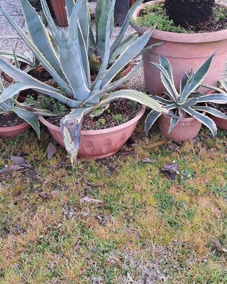 Piante di agave.Piante di camelia